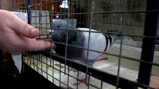 Craigslist Connection Brings Pet Pigeon Home - WVIR NBC29 ...