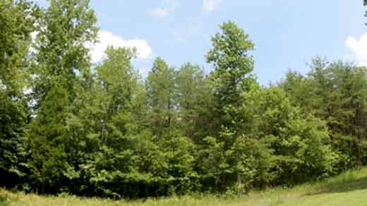 Albemarle County Christmas Tree Recycling 2022 Albemarle County Christmas Tree Recycling Program WVIR NBC29