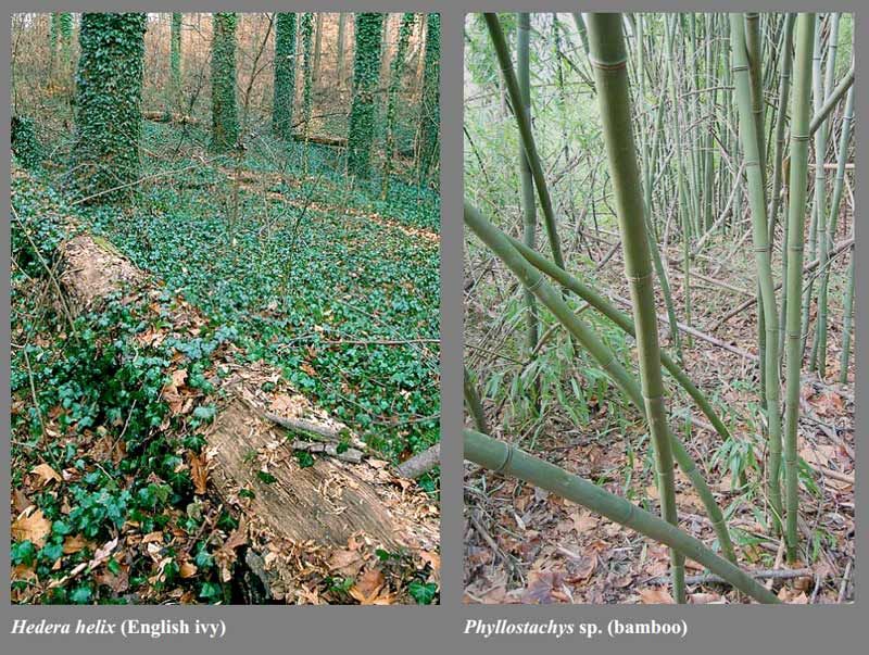 Virginia Adds to List of NonNative Invasive Plants