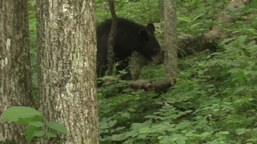 Shenandoah National Park Dealing With Increased Bear Activity - WVIR ...