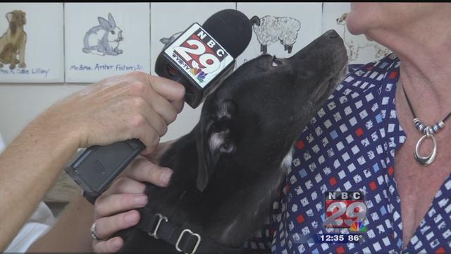 Meghan: Augusta County SPCA's Featured Pet of the Week 07/05