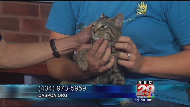 Speedy: CASCPA's Featured Pet of the Week 08/08