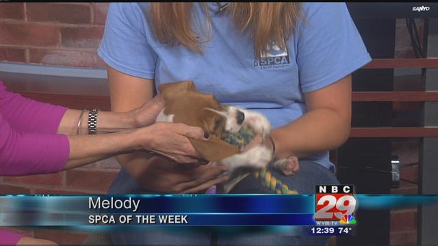 Melody: CASPCA's Featured Pet of the Week 09/12