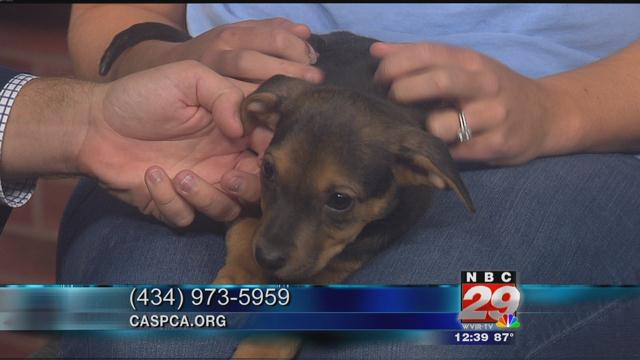 Cindy: CASPCA's Featured Pet of the Week 09/19