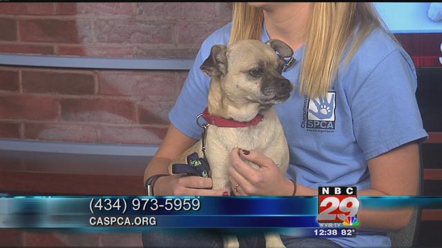 Sappony: CASPCA's Featured Pet of the Week 09/26