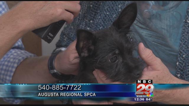 Lovelace: Augusta Regional SPCA's Featured Pet of the Week 10/03