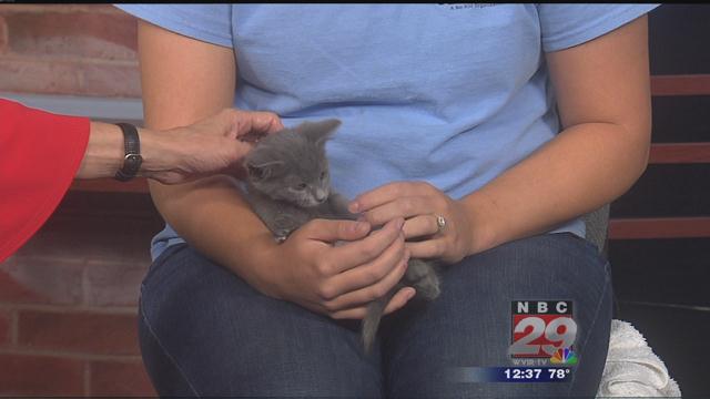 Buffy: CASPCA's Featured Pet of the Week 10/10