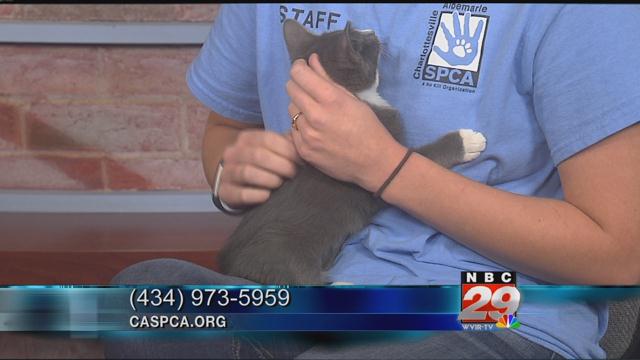 Cheetah: CASPCA's Featured Pet of the Week 10/17