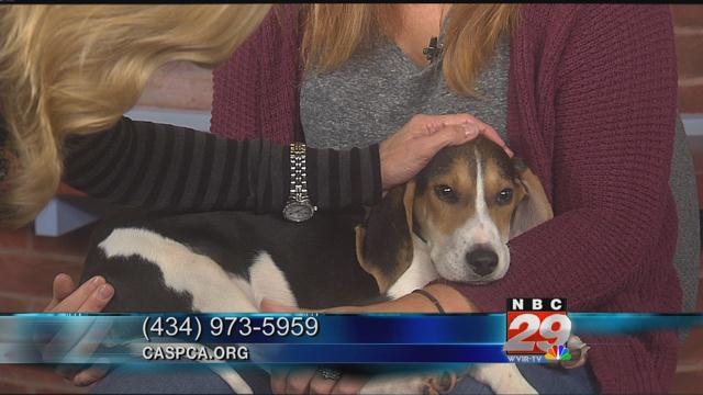 Traveler: CASPCA's Featured Pet of the Week