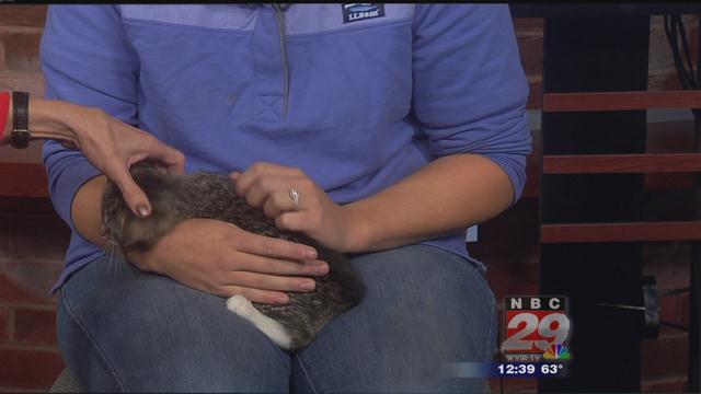 Gracie: CASPCA's Featured Pet of the Week 10/31