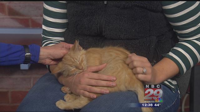 Freddy: CASPCA's Featured Pet of the Week 11/14