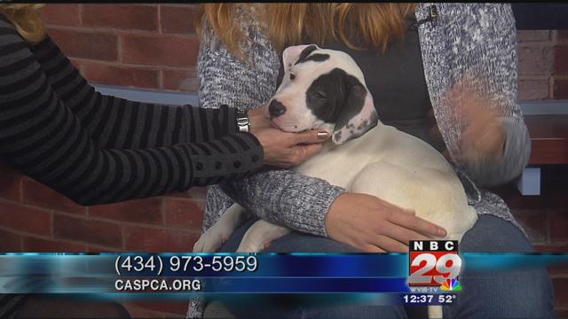Chata: CASPCA's Featured Pet of the Week 11/21