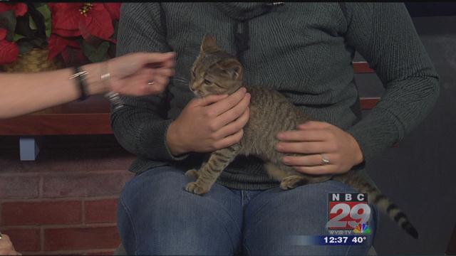 Sparta: CASPCA's Featured Pet of the Week 11/28