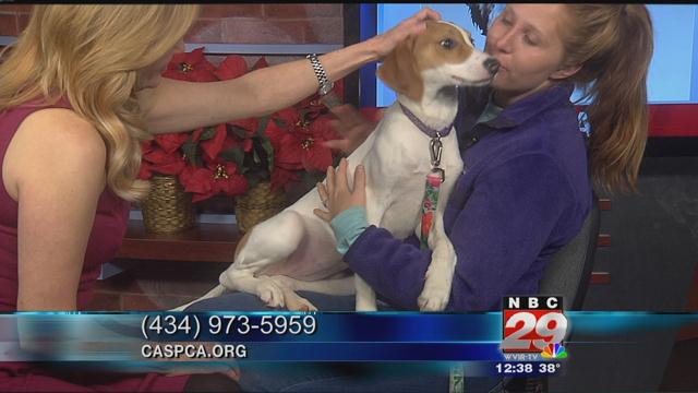 Piper: CASPCA's Featured Pet of the Week 12/12