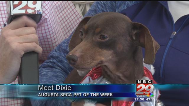 Dixie: Augusta County SPCA's Featured Pet of the Week