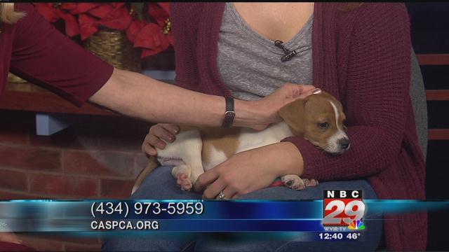 Pisces: CASPCA Featured Pet of the Week