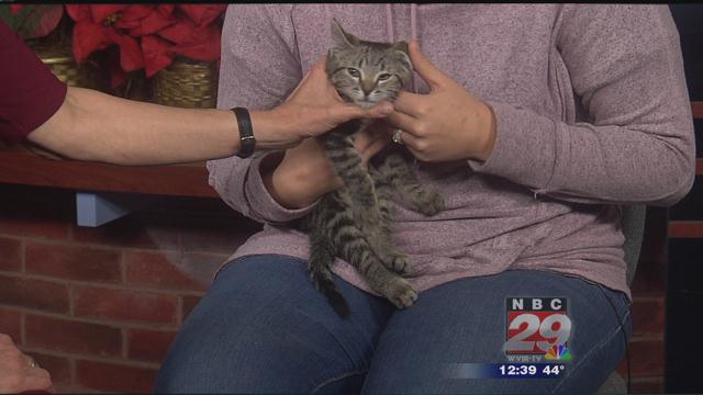 Cardinal: CASPCA's Featured Pet of the Week 12/27