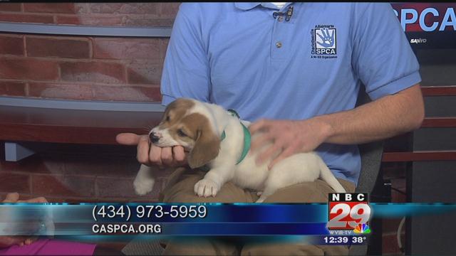 Todd: CASPCA's Featured Pet of the Week 01/23