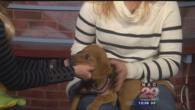 Macy: CASPCA's Featured Pet of the Week 01/30