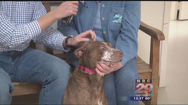 Bella : SPCA's Featured Pet of the Week 02/06