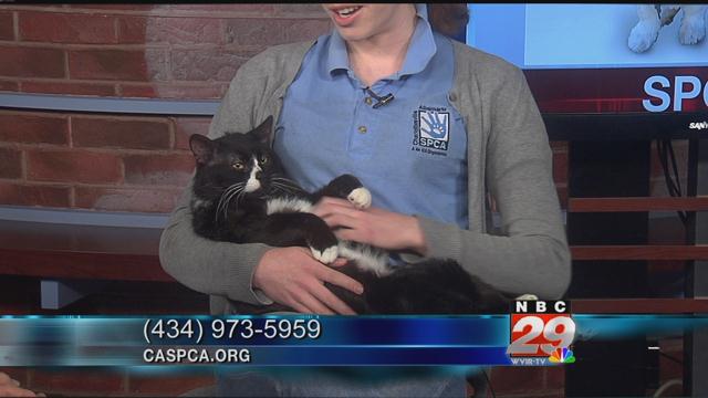 Ribbet: CASPCA's Featured Pet of the Week 02/13