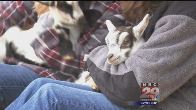 Goat Snuggling Season Kicks Off at Caromont Farms in Albemarle County