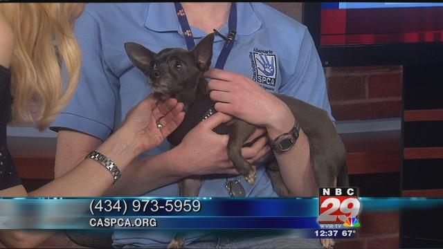 Toby: CASPCA Featured Pet of the Week 03/15