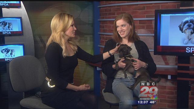 Bacon Bit: CASPCA's Featured Pet of the Week 03/27