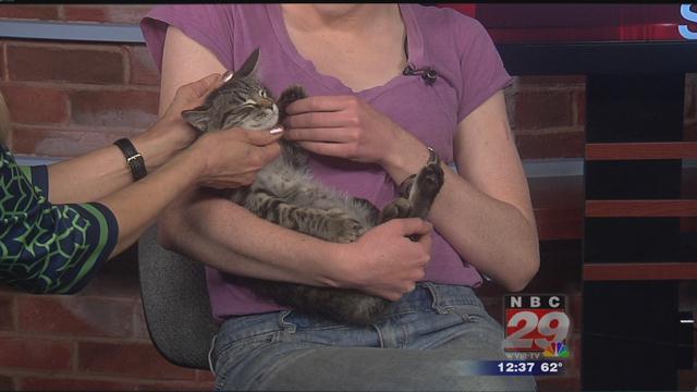 Odyssey: CASPCA's Featured Pet of the Week 04/03