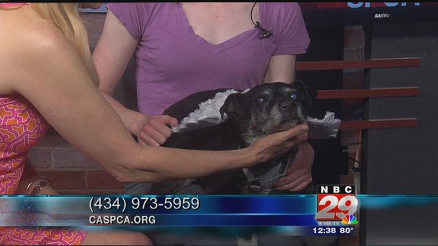 Paul: CASPCA's Featured Pet of the Week 04/17/2019