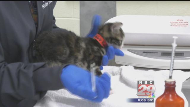 CASPCA Takes in Over 70 Cats from Florida Shelter, Looks to Public for Help