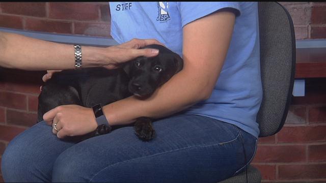 Han: CASPCA's Featured Pet of the Week 04/24