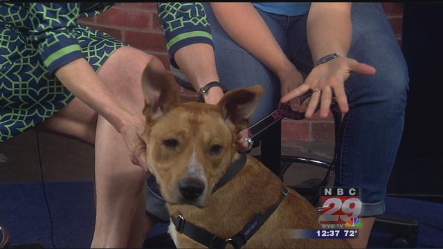 Coleson: SPCA's Featured Pet of the Week 05/08
