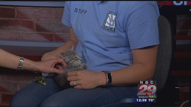 Phoebe: SPCA Pet of the Week 05/15/2019