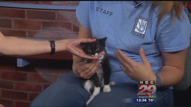 Siggy: SPCA Pet of the Week 05-22-2019
