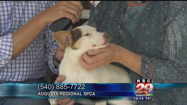 Tara: Augusta Regional SPCA Featured Pet of the Week 06/05