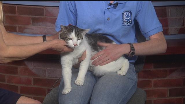Stiles: CASPCA's Featured Pet of the Week 06/05