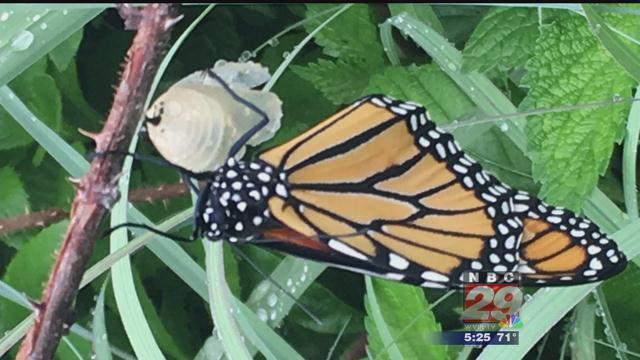 Grant for Milkweed Planting at Montpelier Helps Monarch Butterflies