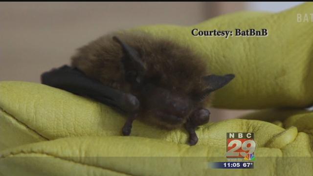 Bat Habitats Keep Pests Away from UVA Grounds