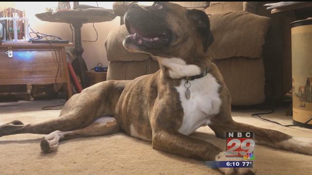 Community Comes Together to Find Missing Dog in Albemarle County