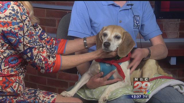 Lady Luck: SPCA Pet of the Week 06-12-2019