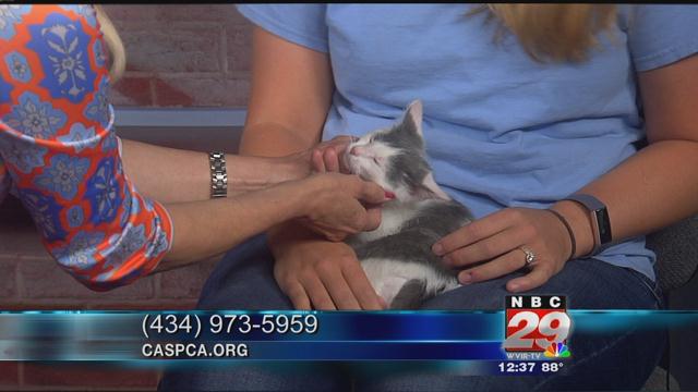 Jelly Belly: CASPCA's Featured Pet of the Week 06/26