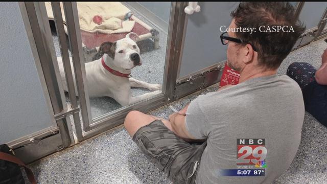 Volunteers Spend Independence Day at the Charlottesville-Albemarle SPCA