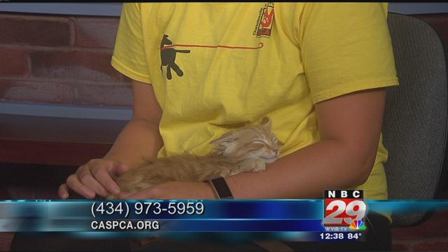 Luke Skywhiskers: SPCA Pet of the Week 07/10/2019