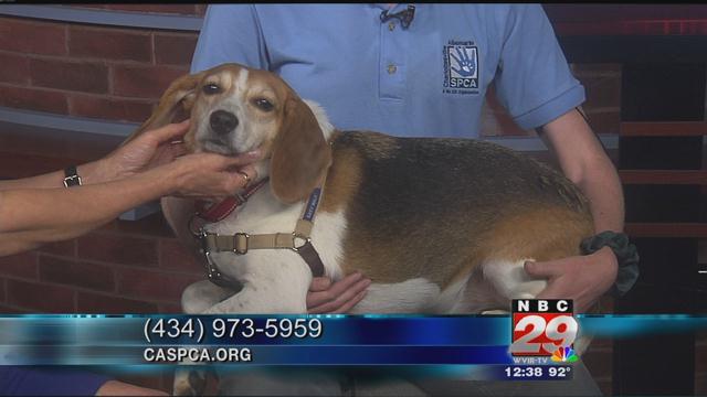 Mr. Bagel: SPCA Pet of the Week 07/17/2019