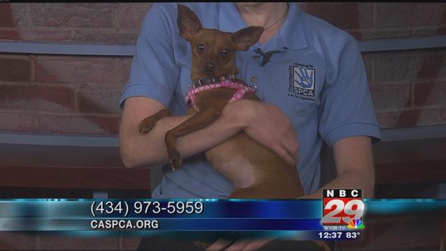 Etta: SPCA Pet of the Week 07/31/2019