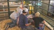 First Annual Greene Farm Livestock Show Raises Money for Good Cause