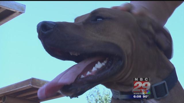 Albemarle Co. Woman Raising Awareness Following Pet's Severe Reaction to Medicine