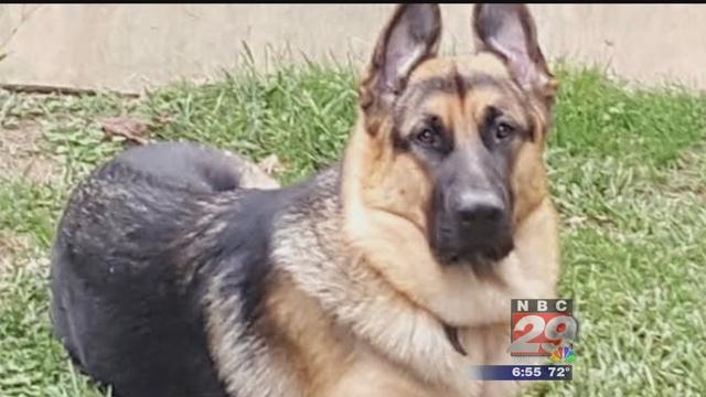 Albemarle Co. Dog Dies After Contracting Bacterial Disease from Rivanna River