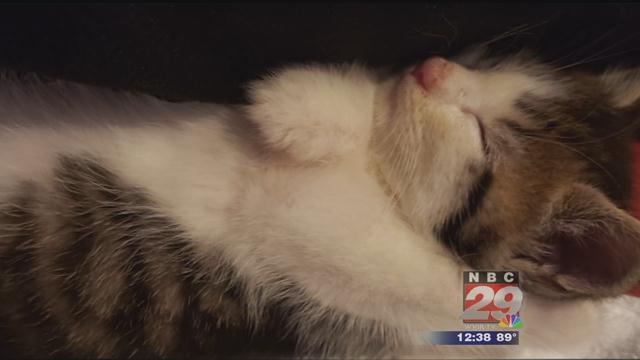 Chippy: CASPCA's Featured Pet of the Week 08/14